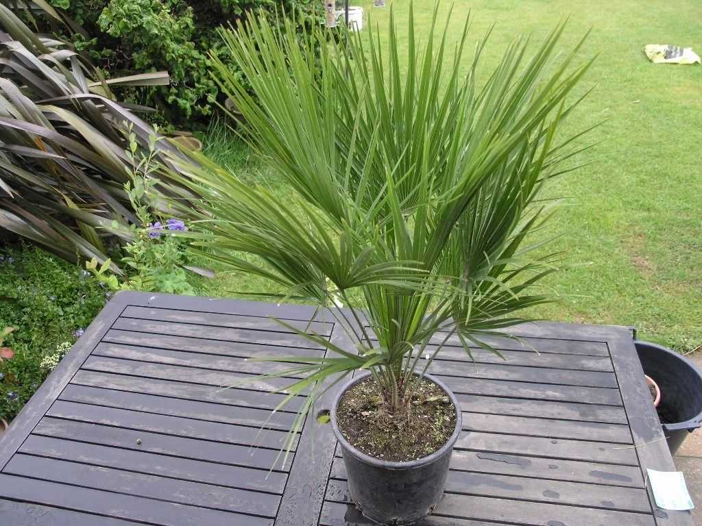 Хамеропс (веерная пальма): уход в домашних условиях, выращивание из семян
