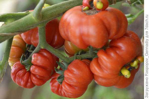 Фунгицид «прогноз» — эффективный препарат для защиты ягодных культур
