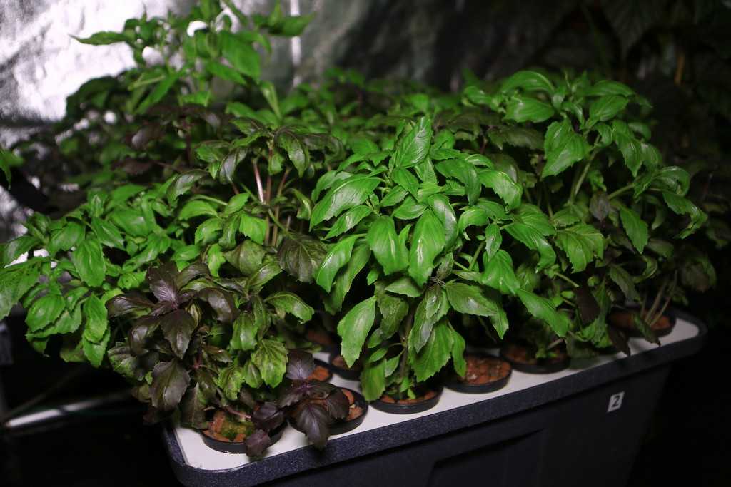 Как вырастить базилик: места для выращивания и уход за ним