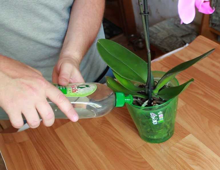 Полезные советы, как правильно осуществлять полив орхидей