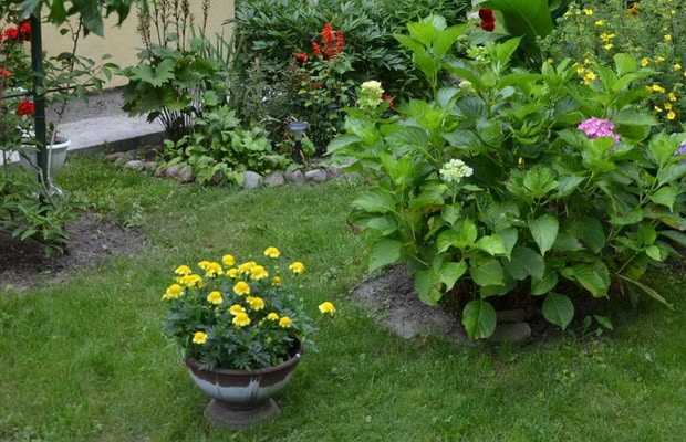 Хионодоксы: посадка и уход в открытом грунте, выращивание в саду