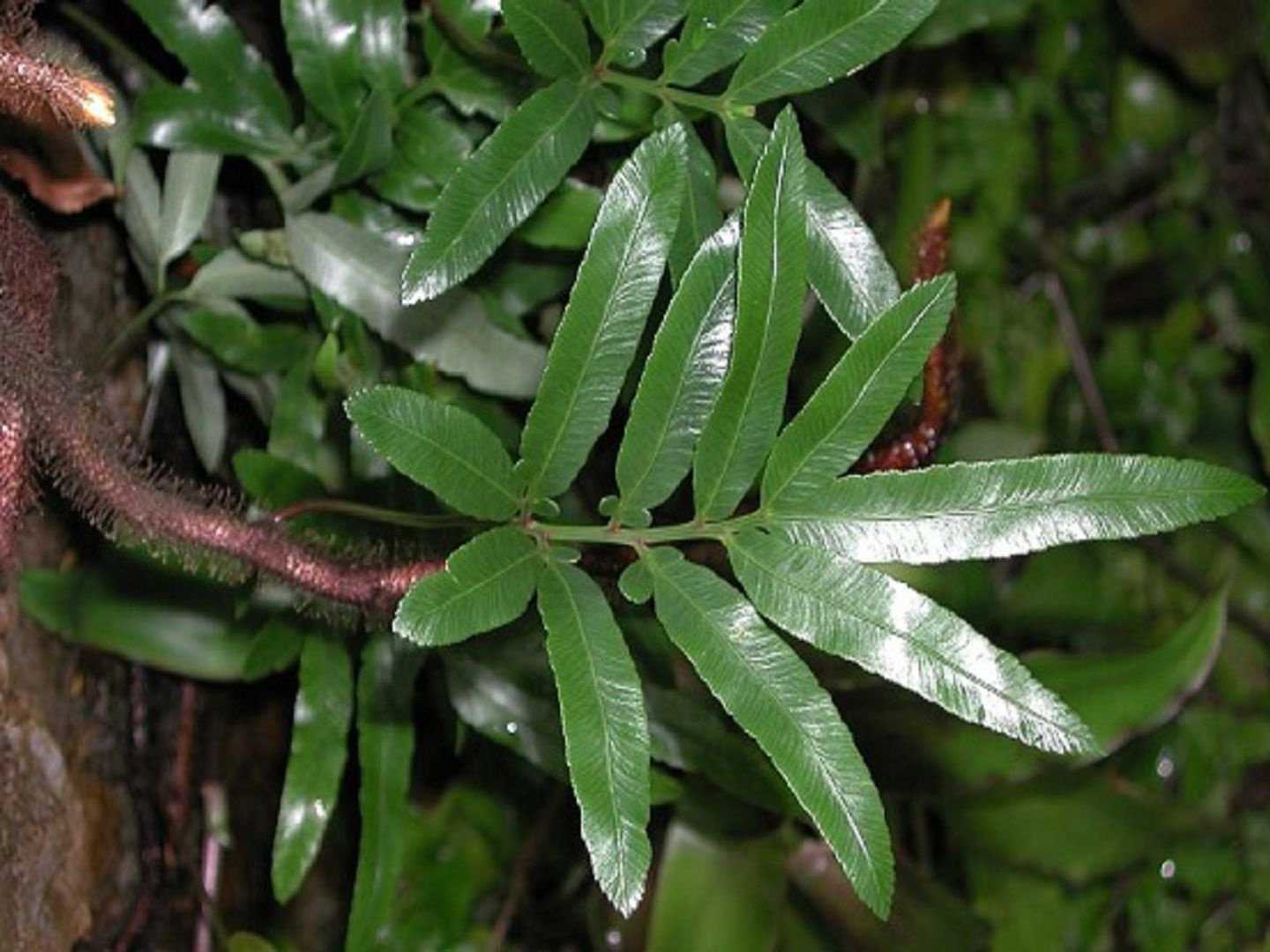 Кустарник даваллия (Davallia) — это многолетник, который относится к папоротниковым растениям Он отличается быстрым ростом и является представителем семейства Даваллиевых