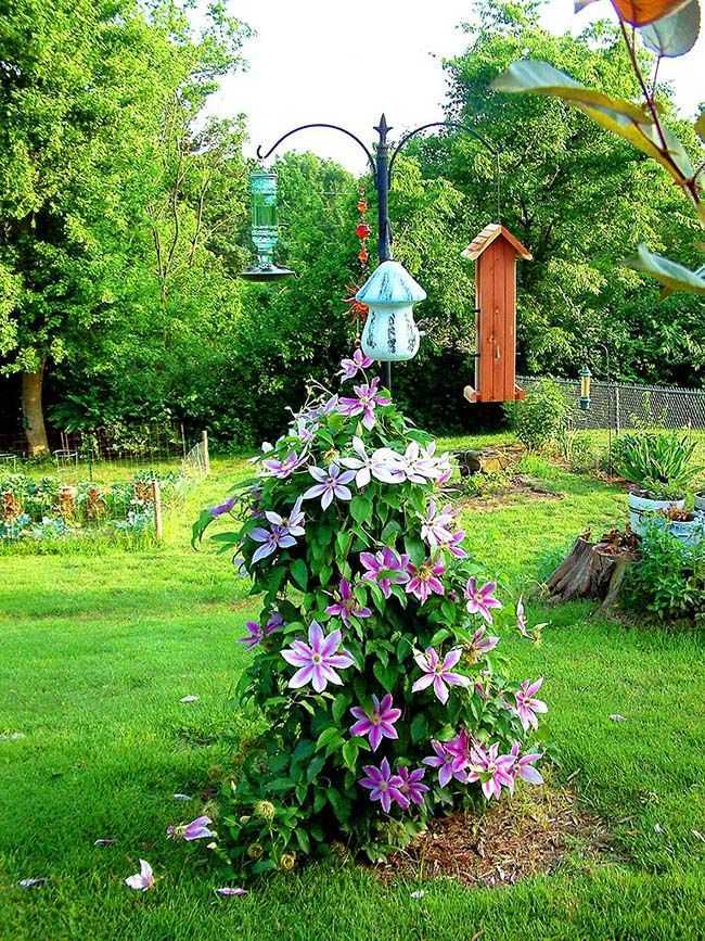 Клематисы в ландшафтном дизайне (91 фото): цветы на клумбе в саду и на заборе, оформление небольшого дачного участка