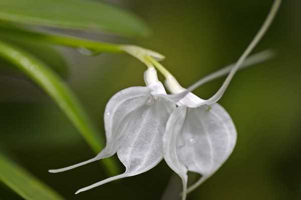Невероятные сорта орхидей: мильтассия, масдеваллия, макодес, моника