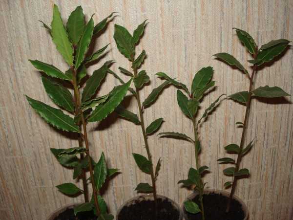Как вырастить лавровый лист из семян: в домашних условиях и открытом грунте, как правильно посадить и ухаживать, размножение черенками, укоренение, вредители