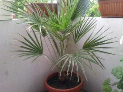 Трахикарпус: уход за пальмой в домашних условиях, размножение
