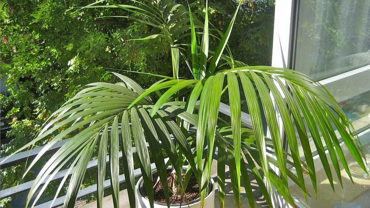 Пальма ховея — уход в домашних условиях