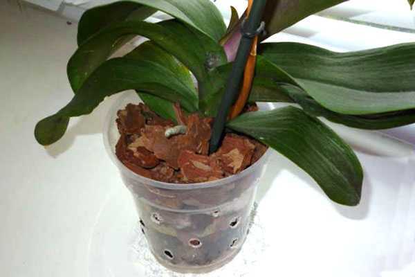 Размножение орхидей черенками в домашних условиях с фото: как развести цветок из цветоноса, пошаговый уход в мхе, видео-инструкции от специалистов