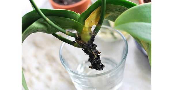Узнайте, как омолодить орхидею фаленопсис