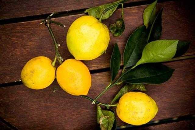 Как вырастить лимон из косточки в домашних условиях, будет ли он плодоносить, сколько времени займет процесс. уход за деревцем