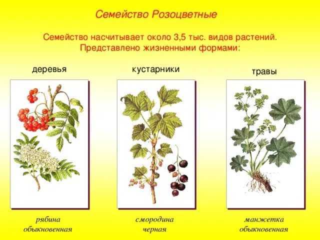 Кровохлебка: фото, описание, виды и сорта растения, выращивание цветка, посадка и уход в саду