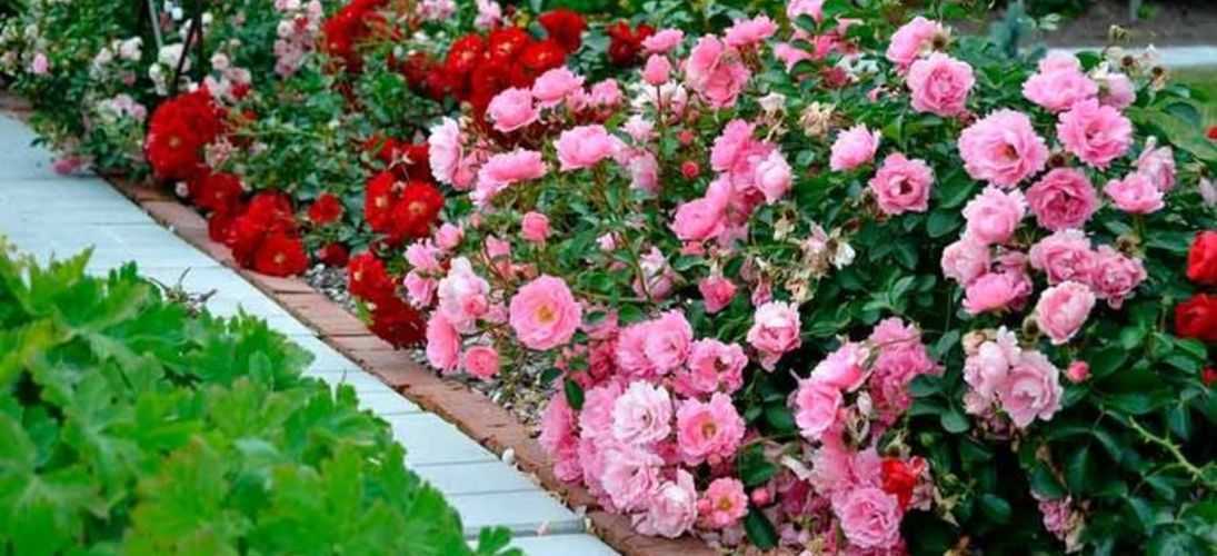 Почвопокровные розы – 4 общих направления, распространенные сорта и правила ухода
