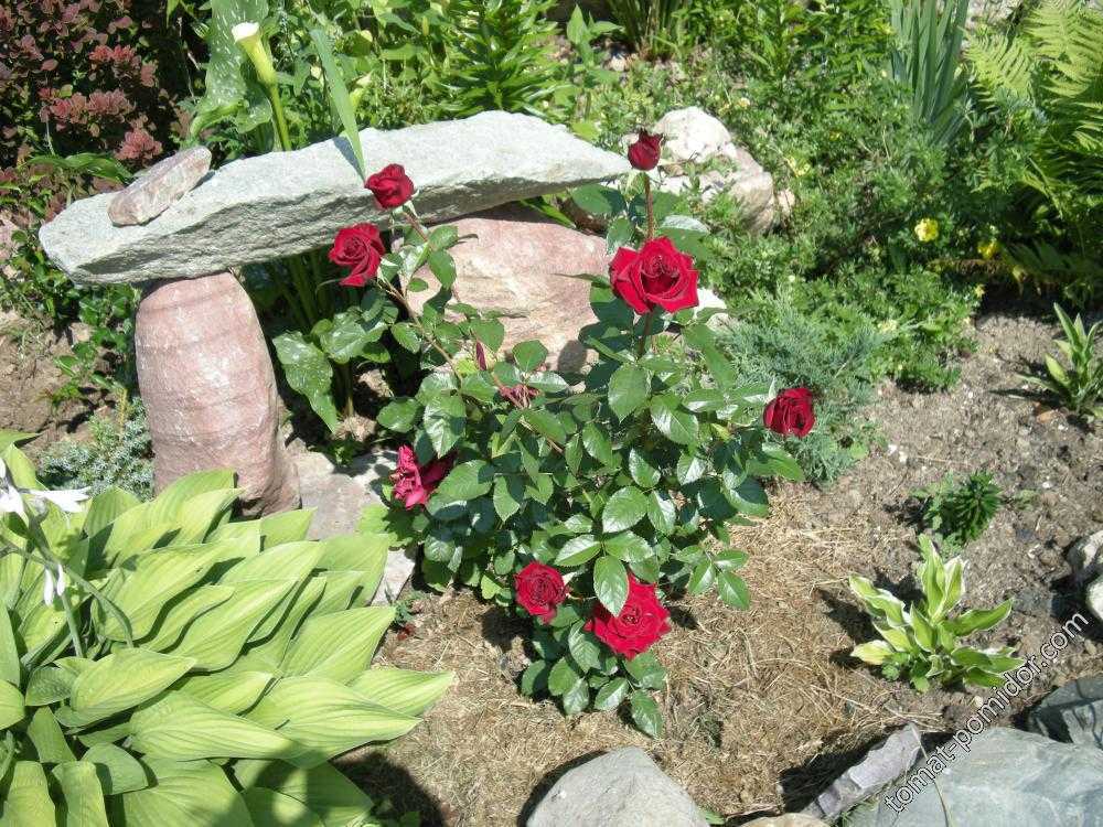 Черные розы (33 фото): кусты темно-алых роз. какие розы являются самыми черными? описание «черной магии», «черного принца» и других сортов