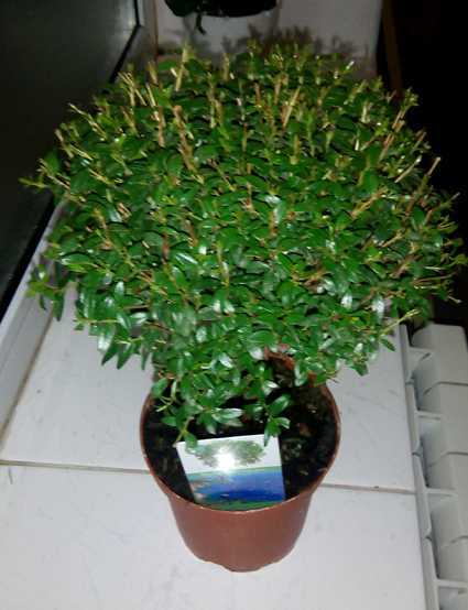 Растение текома - посадка и уход, фото, выращивание в домашних условиях, размножение