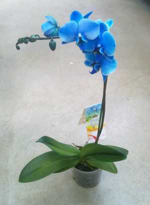 Крупноцветковые орхидеи с одним или несколькими самыми большими цветами, их название, фото и видео от специалистов