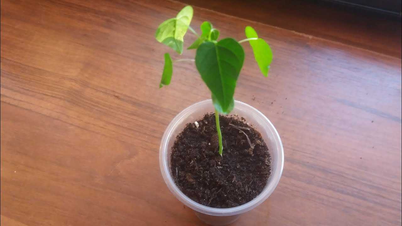 Папайя – выращивание и уход за растением в домашних условиях