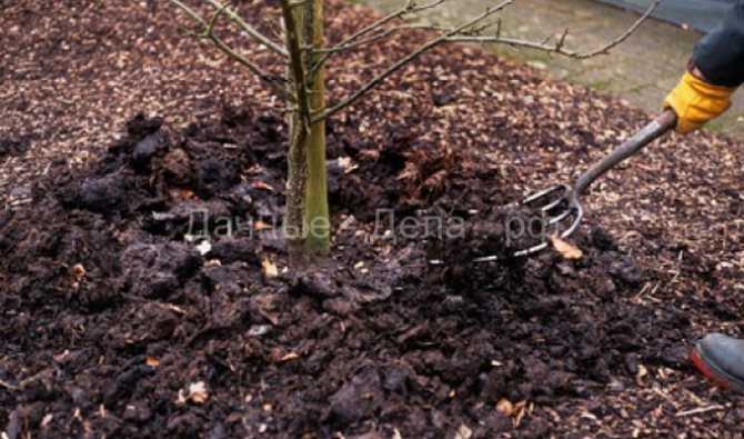Рябина (Sorbus) ― это род древесных растений трибы Яблоневые, который является представителем семейства Розовые По информации, взятым из различных источников, данный род объединяет 80–100 видов