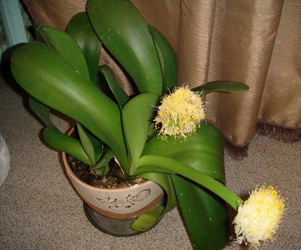 Цветок гемантус: грамотный уход в домашних условиях