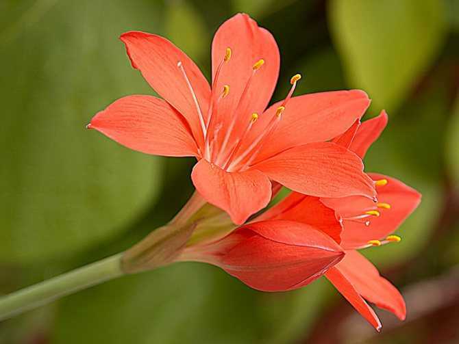 Такое растение, как валлота (Vallota) имеет прямое отношение к семейству амариллисовые Родом оно из влажных субтропических областей Южной Америки Названо данное растение в честь француза Пьера Валло, который был ботаником
