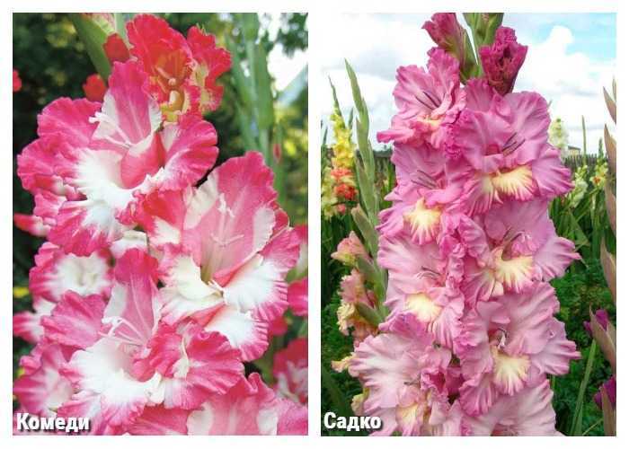 Цветы гладиолусы: фото, описание, строение, видео выращивания в открытом грунте и размножение гладиолусов