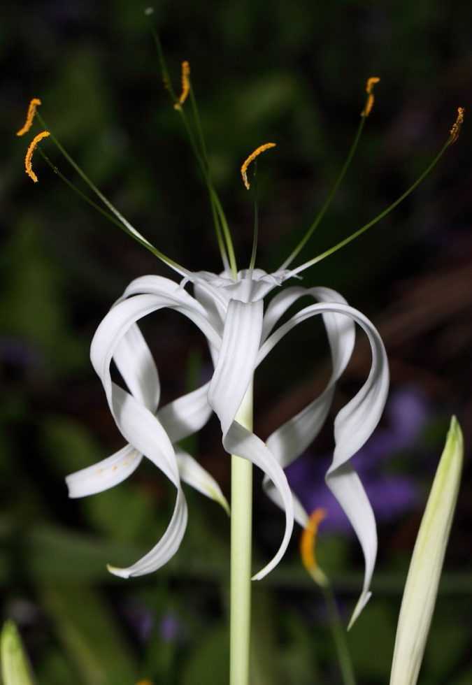 Интересуйтесь сегодня: растение неземной красоты гименокаллис