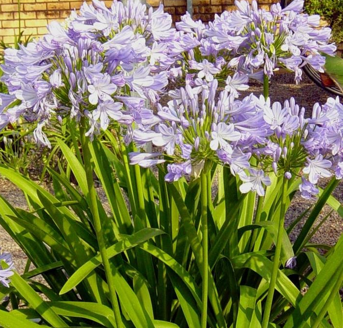 Цветок агапантус: фото и описание растения, уход в домашних условиях и размножение из семян