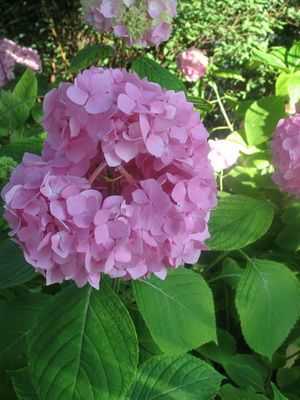 Гортензия (hydrangea): выращивание в саду и дома