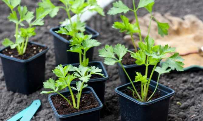 Как правильно выращивать сельдерей, когда сеять и как ухаживать — правильные советы