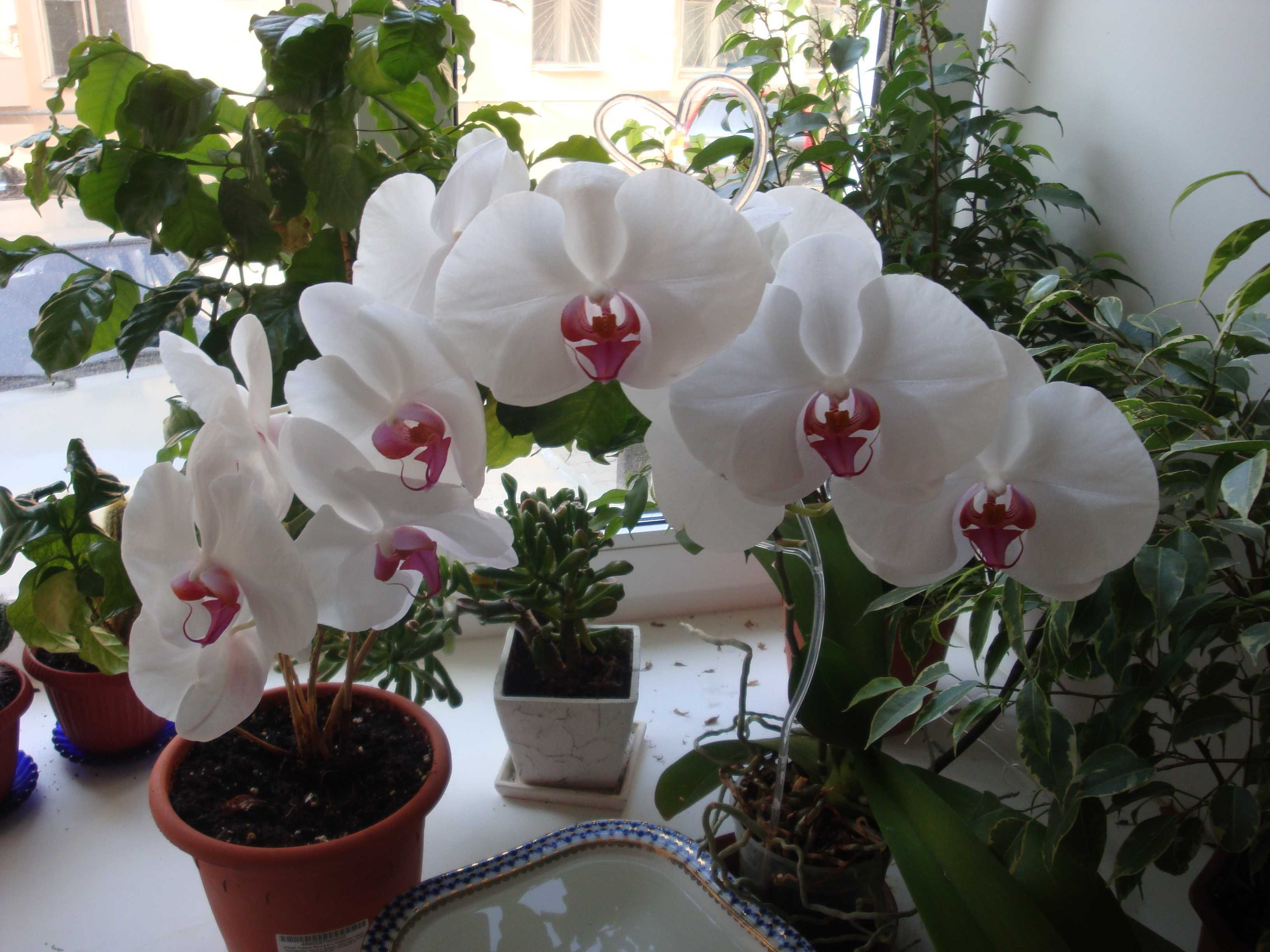 Общие правила полива орхидеи во время цветения