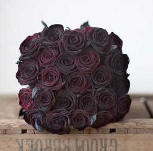 Роза black baccara - чайно-гибридный сорт: описание, уход, размножение блэк баккара