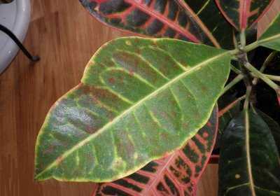 Почему могут опадать и сохнуть листья у кротона дома: болезни, вредители