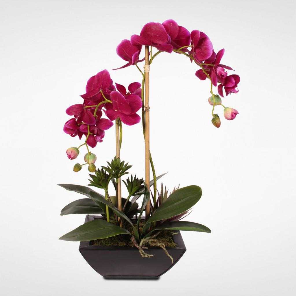 Болезни орхидей и их лечение, подробно с фото. | образцовая усадьба