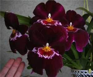 Необыкновенная орхидея мильтония: описание и уход в домашних условиях