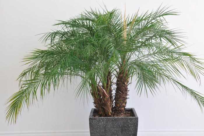 Финиковая пальма: особенности выращивания в домашних условиях