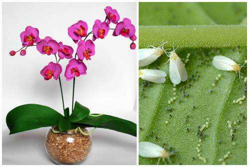 Основной вопрос: какая необходима температура содержания для орхидей?