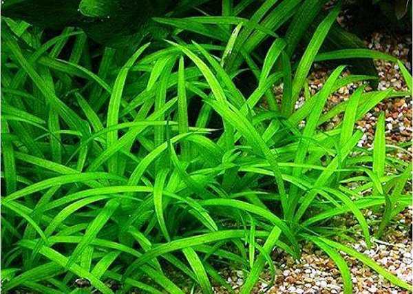 Сагиттария: характеристика видов аквариумного растения (карликовое, жестколистное, широколистное и шиловидное)
