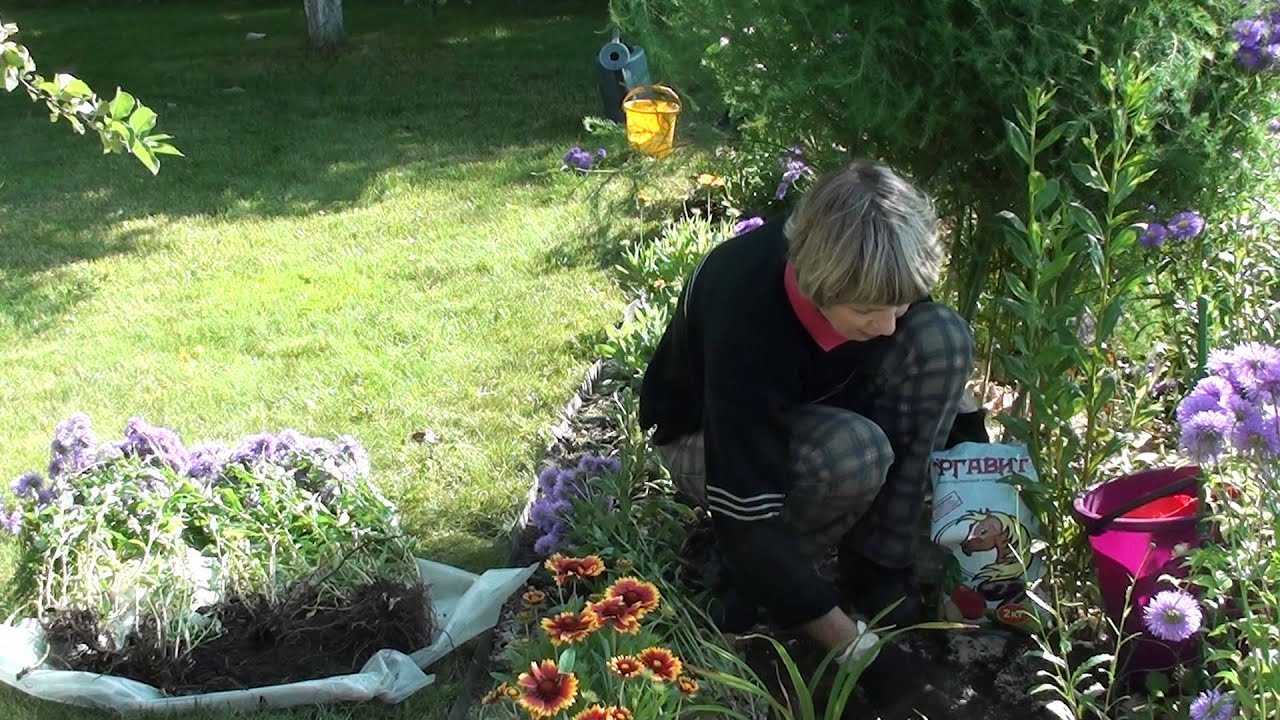 Эригерон - фото, посадка и уход, выращивание из семян в домашних условиях