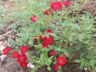 Сорта почвопокровных роз (с фото и описанием характеристик)