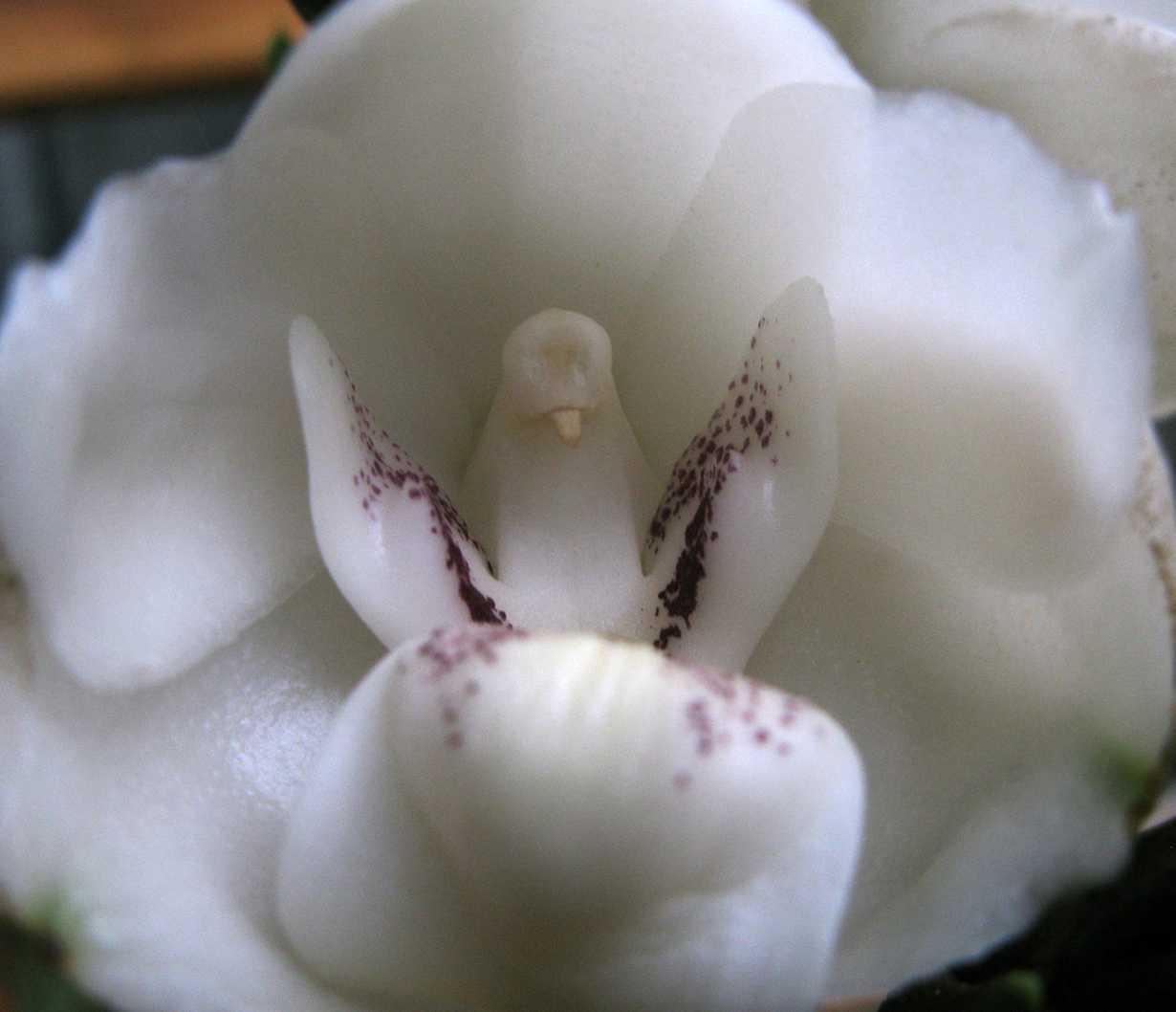 Орхидея макодес петола: уход в домашних условиях, пересадка