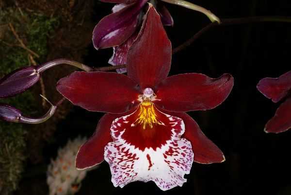 Секреты активного роста и цветения орхидеи мильтония