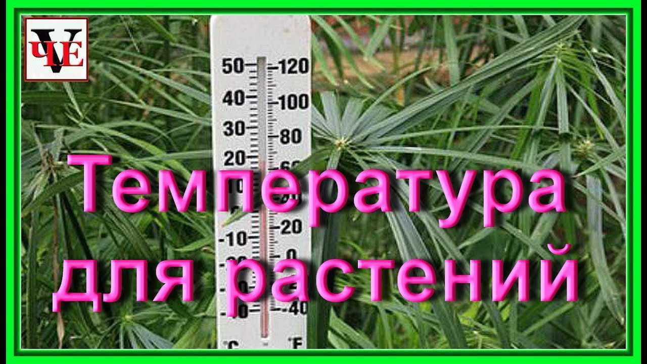 Температурный режим для комнатных растений