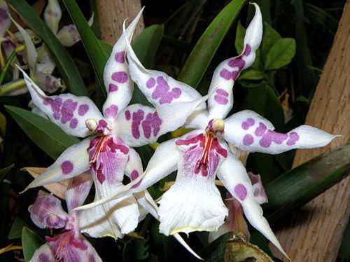  орхидея одонтоглоссум - уход, фото и виды