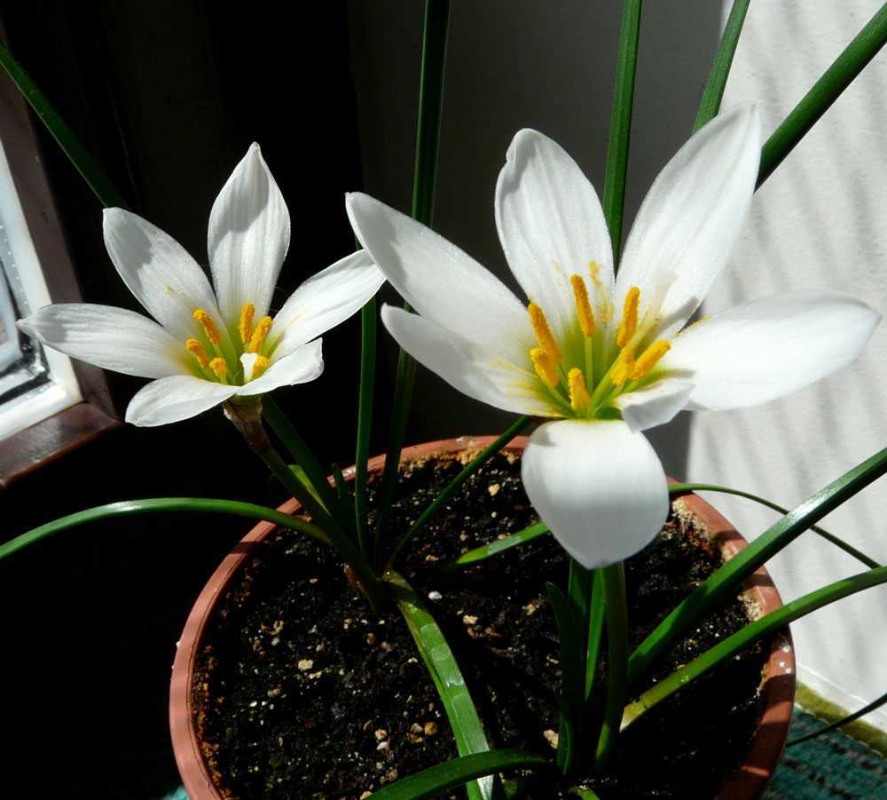 Цветок зефирантес: уход и посадка в домашних условиях
