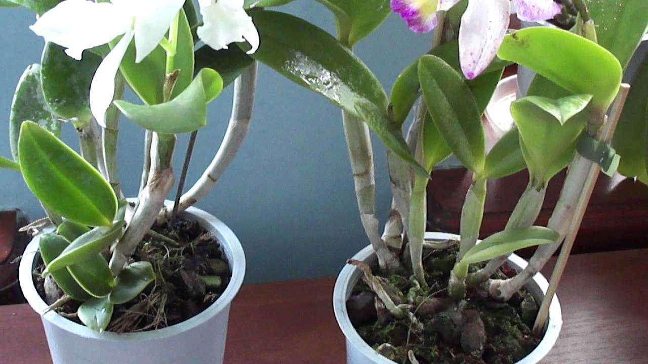 Первая королева среди королев: выращиваем орхидею каттлея у себя дома