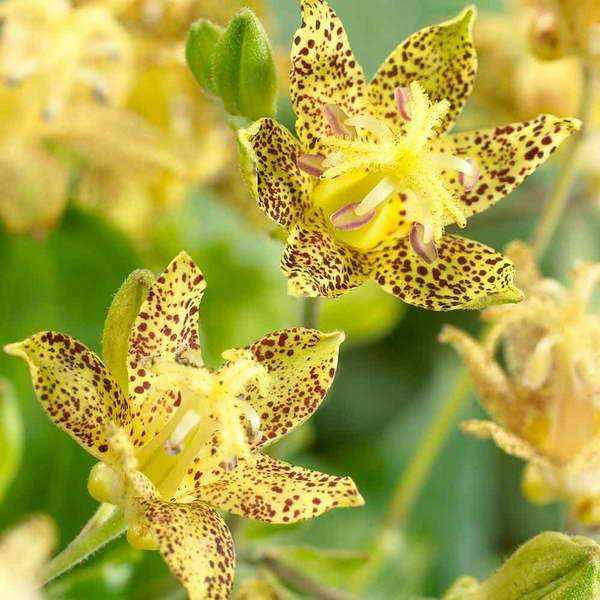Трициртис посадка и уход в открытом грунте с фото и описанием садовой орхидеи