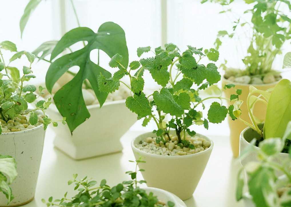 10 лучших комнатных растений для начинающих. уход в домашних условиях. фото — ботаничка.ru