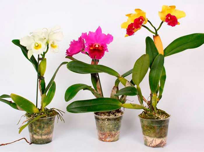 Орхидея каттлея: как выглядит и как правильно ухаживать - Проект "Цветочки" - для цветоводов начинающих и профессионалов
