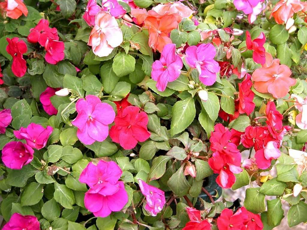 Как ухаживать за цветком бальзамин в домашних условиях Популярные сорта и виды растения (фото)
