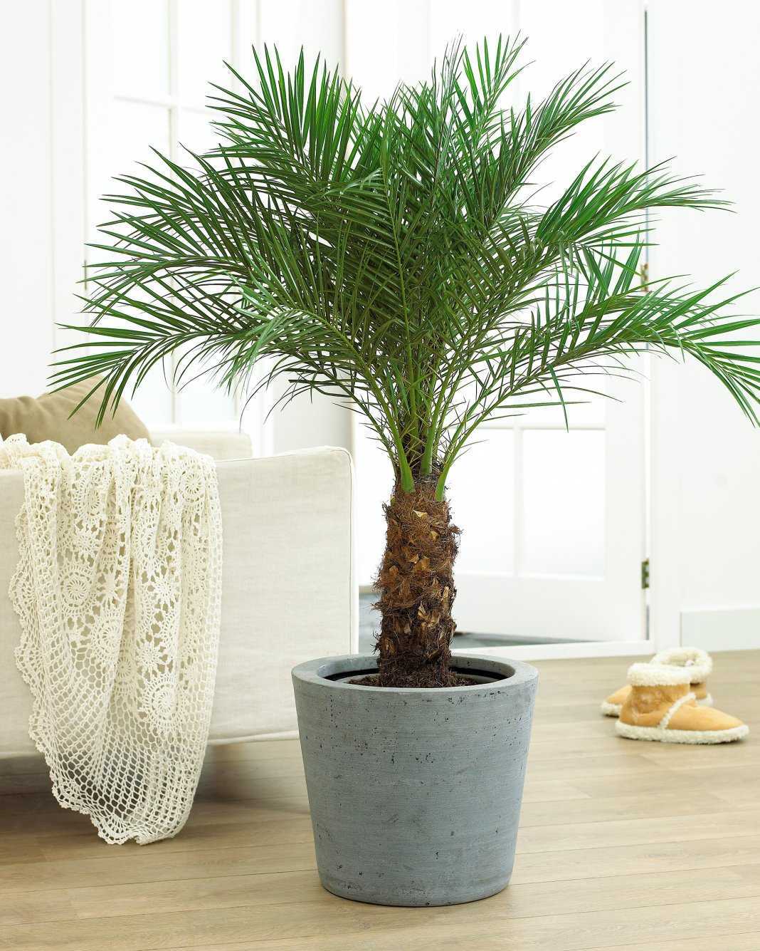 Как вырастить финиковую пальму из косточки: посадка и уход в домашних условиях