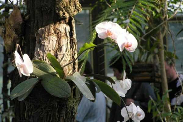 Орхидея фаленопсис: уход, цветение, пересадка и размножение.
